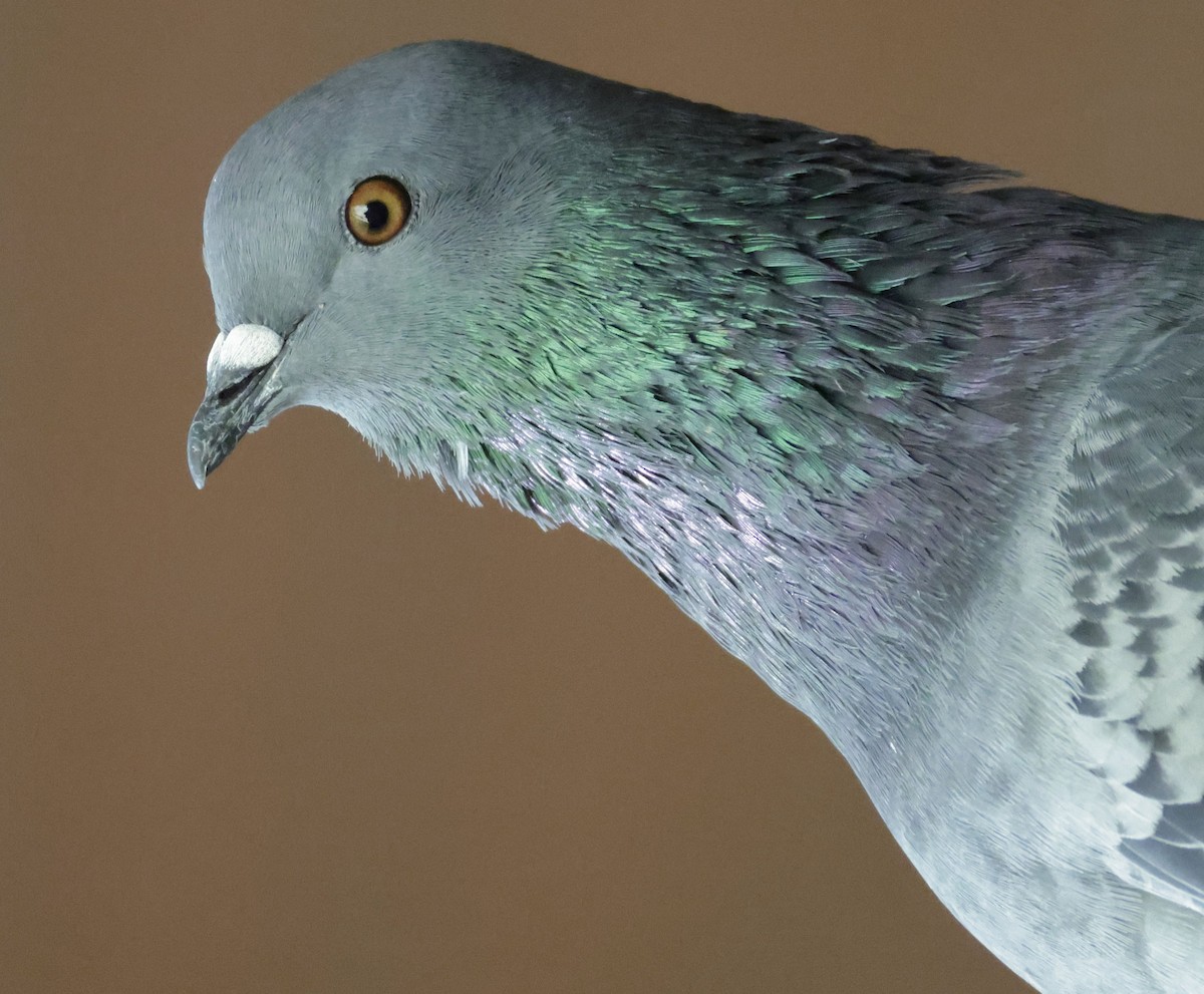 Rock Pigeon (Feral Pigeon) - ML643624851