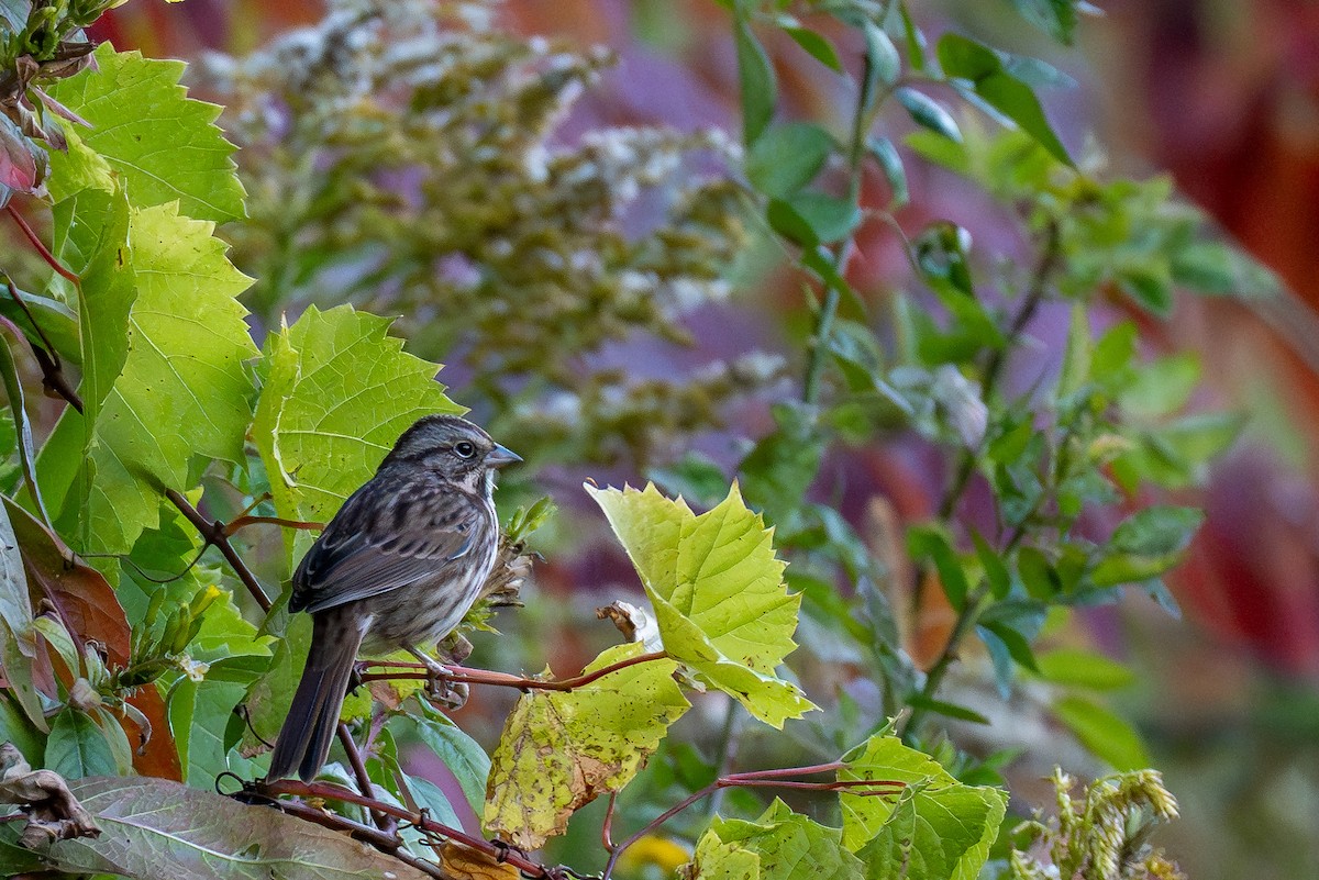 Song Sparrow - ML643624859