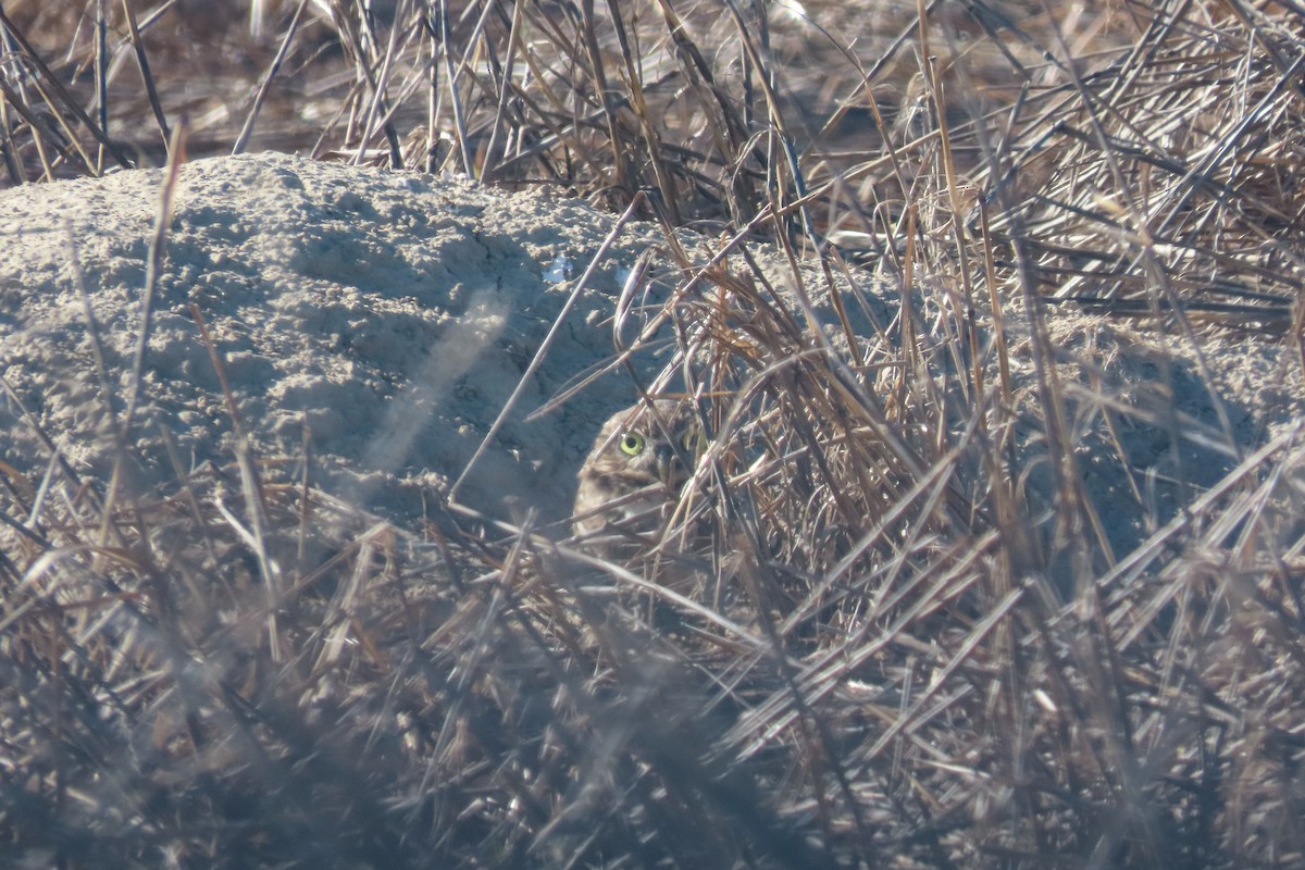 Burrowing Owl - ML643624866