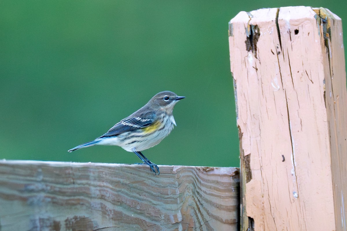 Yellow-rumped Warbler - ML643624878
