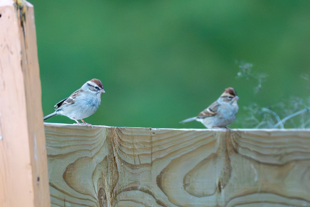 Chipping Sparrow - ML643624884