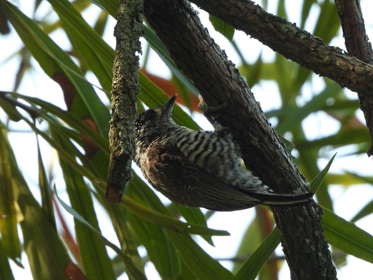 White-barred Piculet - ML643624917