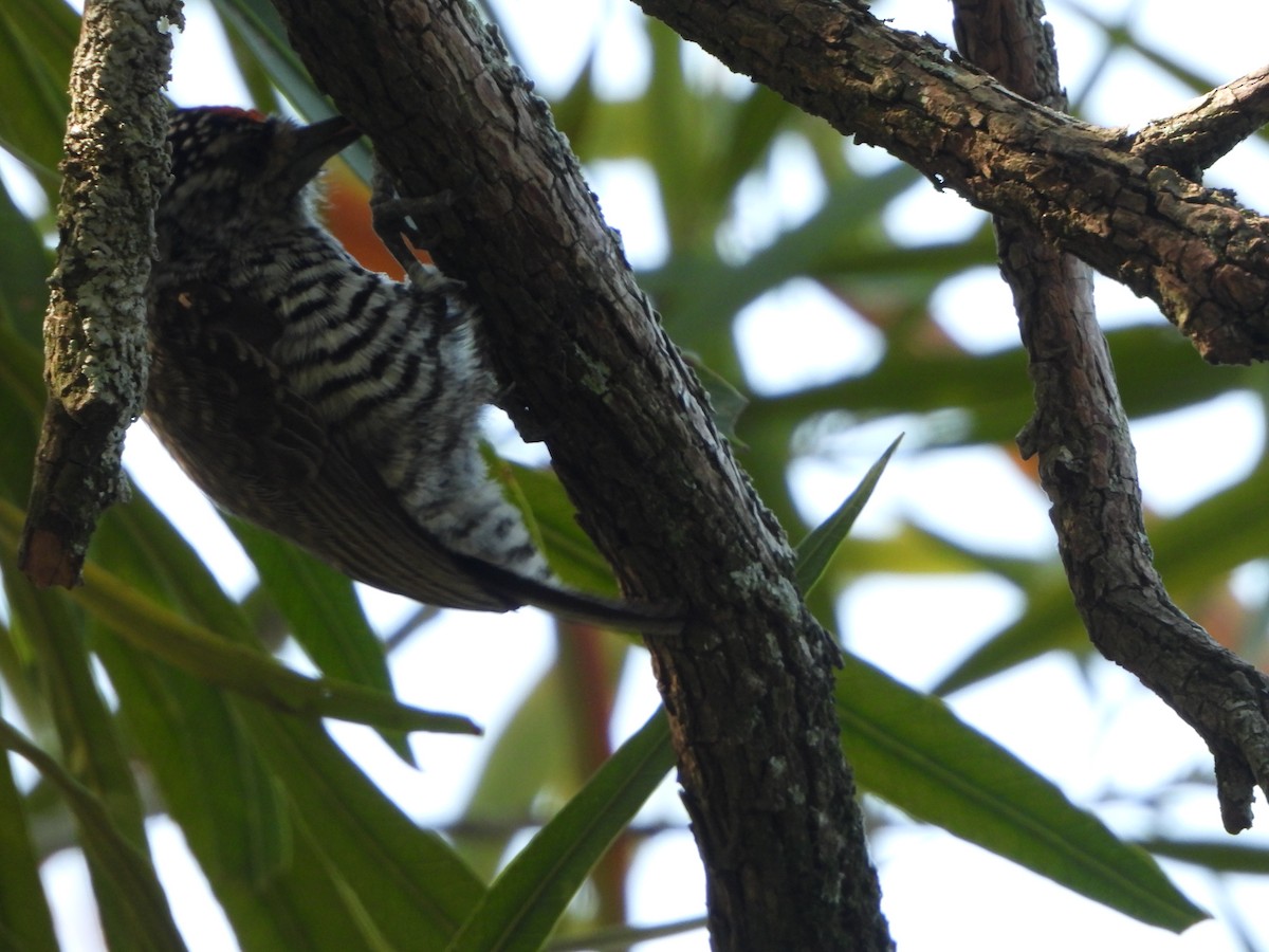 White-barred Piculet - ML643624918