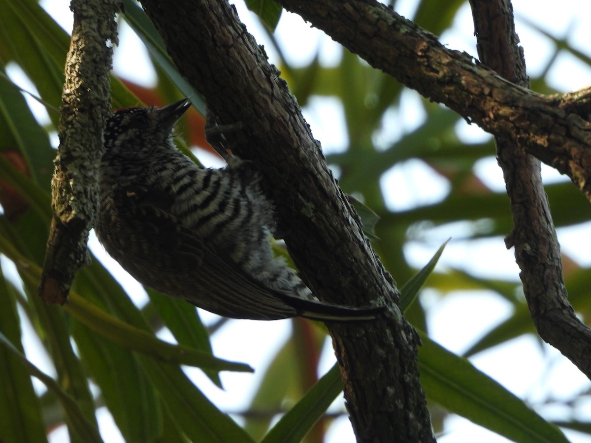 White-barred Piculet - ML643624921