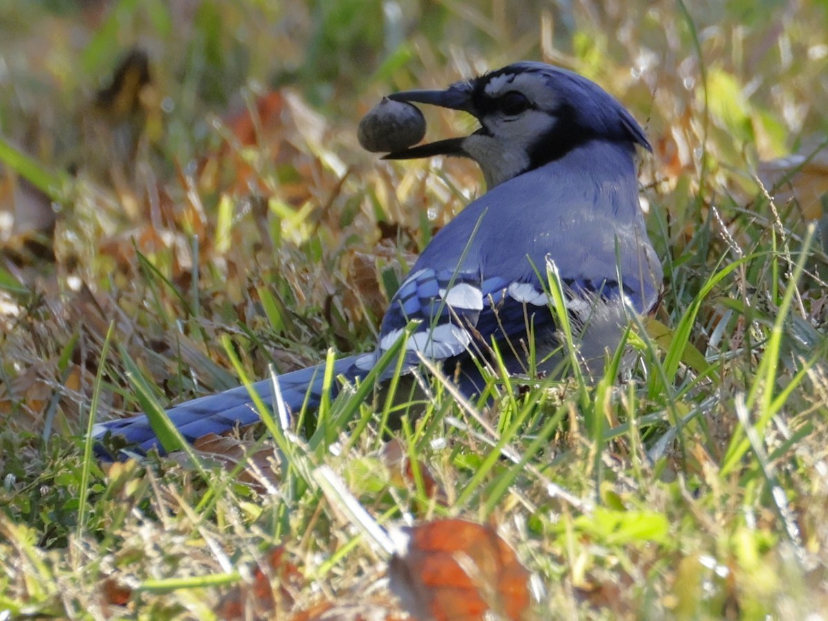Blue Jay - ML643624935