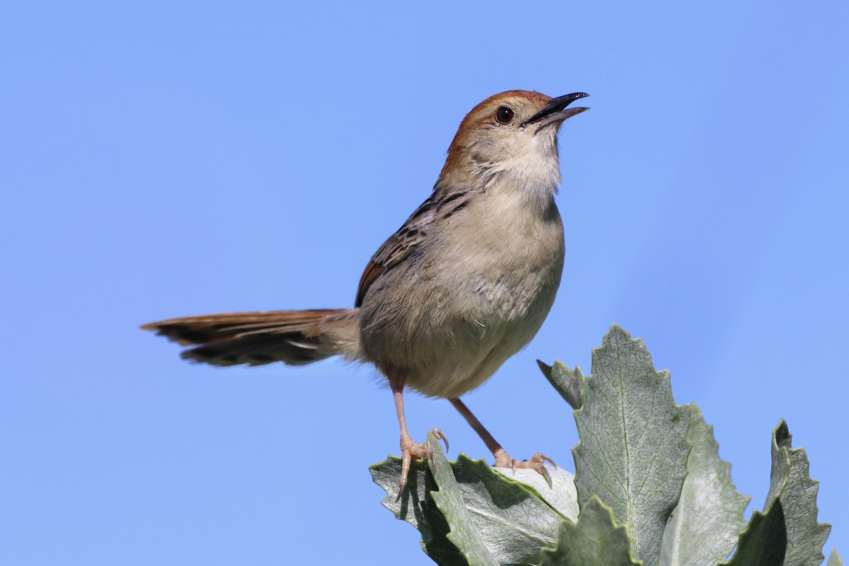 Levaillant's Cisticola - ML643624947