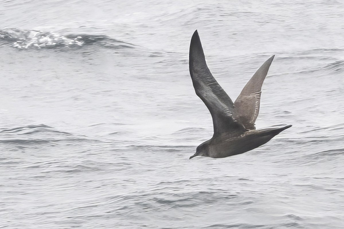 Short-tailed Shearwater - ML643624964