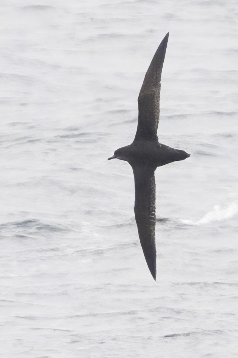 Short-tailed Shearwater - ML643624968