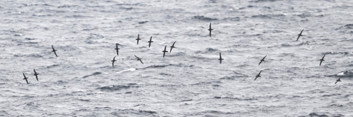 Short-tailed Shearwater - ML643624974