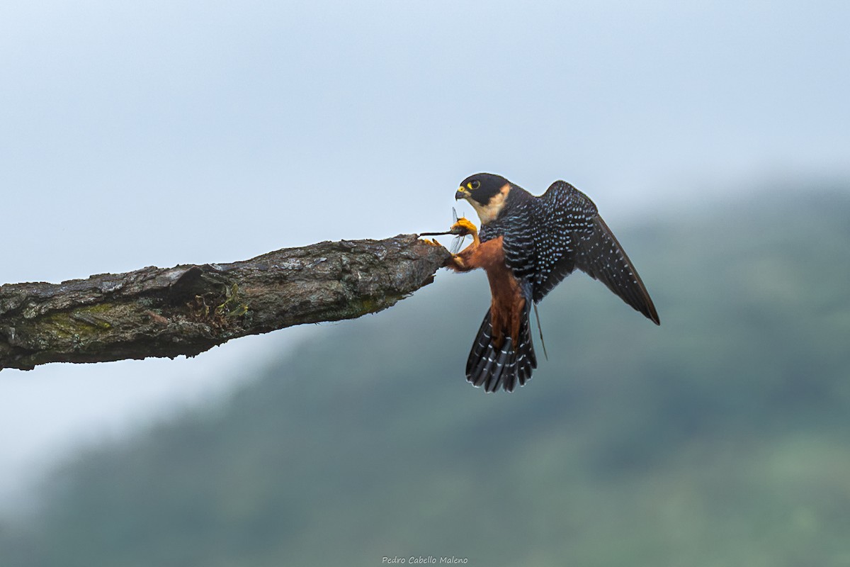 Bat Falcon - ML643624976