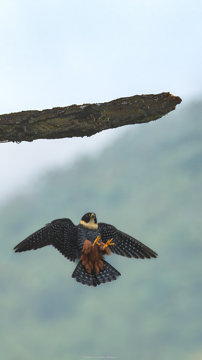 Bat Falcon - ML643624977