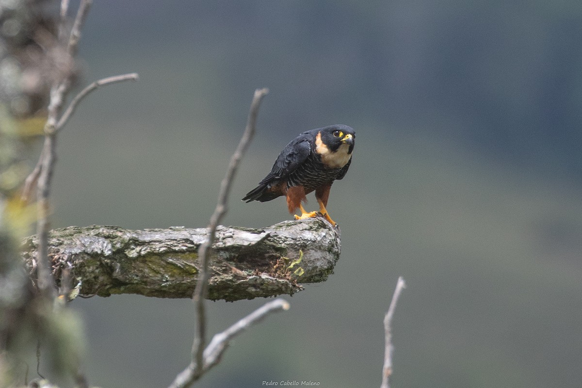 Bat Falcon - ML643624978