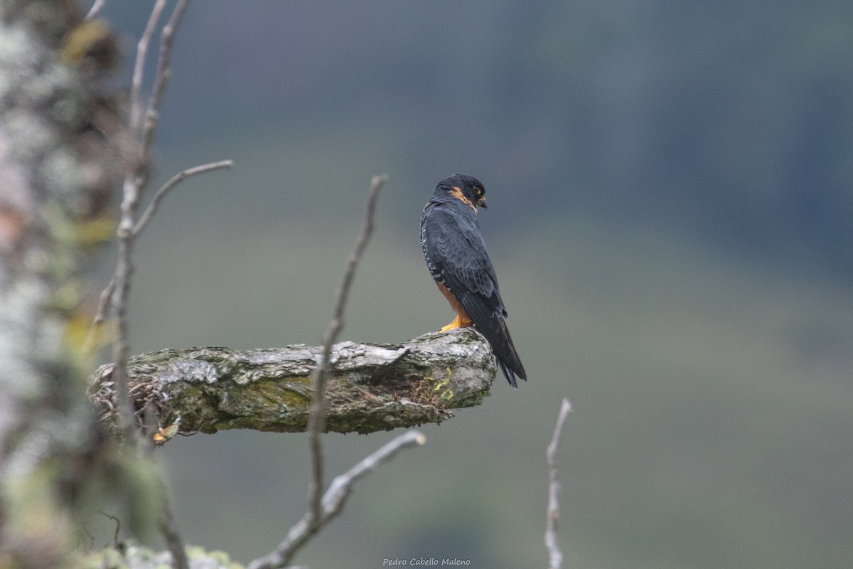 Bat Falcon - ML643624979