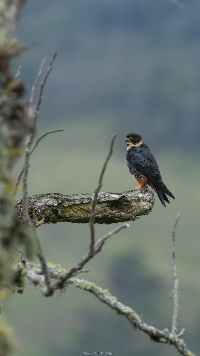 Bat Falcon - ML643624980