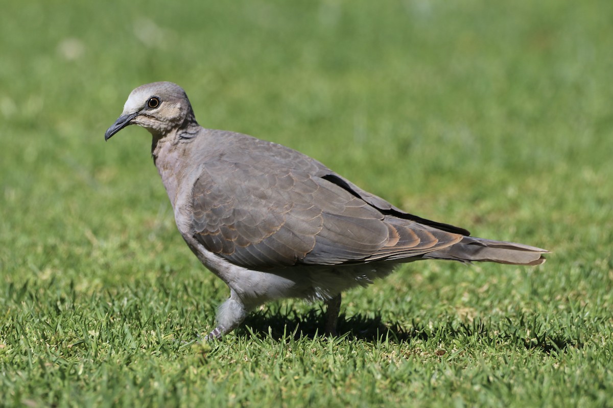 Red-eyed Dove - ML643625015