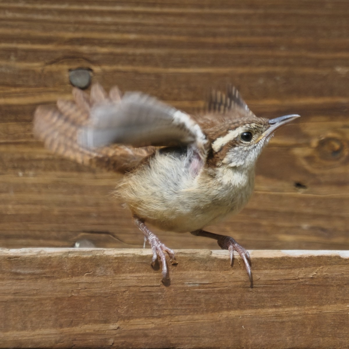 Carolina Wren - ML643625025