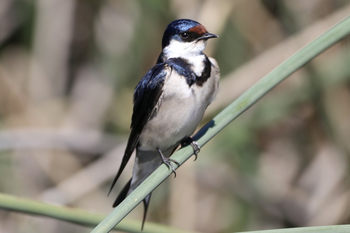 White-throated Swallow - ML643625049