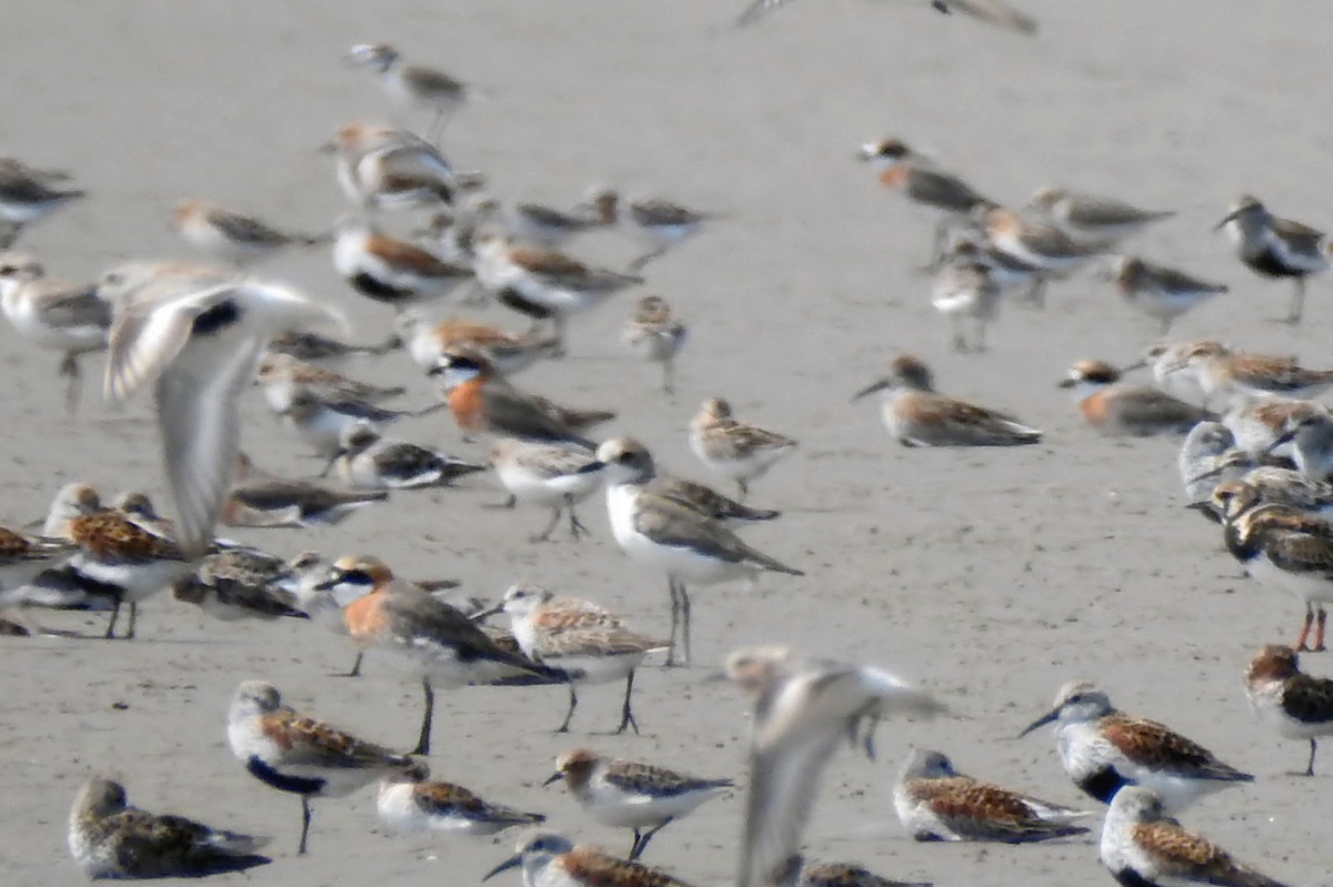 蒙古鴴 - ML643625051