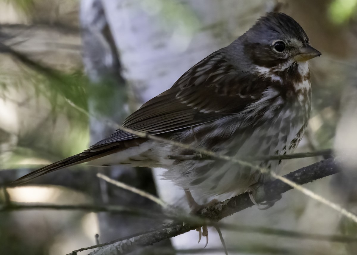 Fox Sparrow - ML643625081