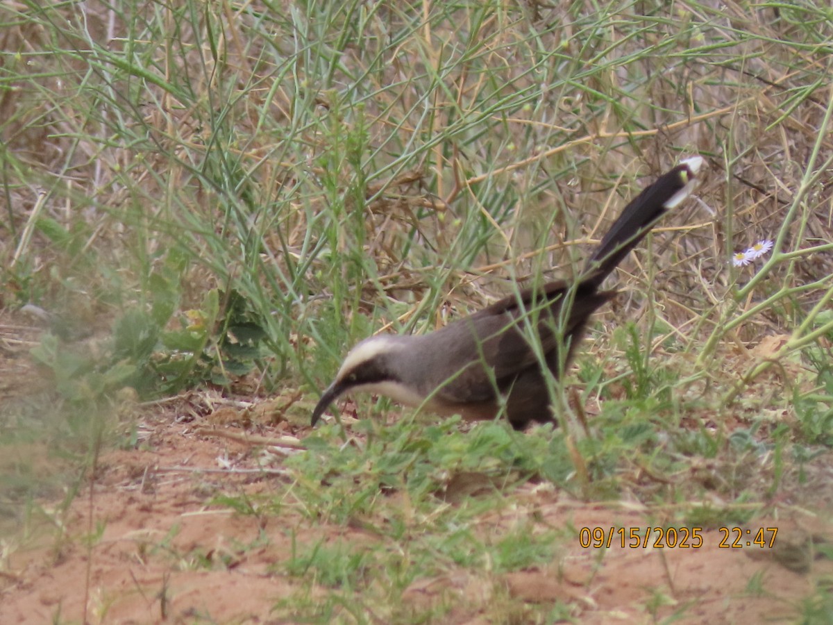 Gray-crowned Babbler - ML643625124
