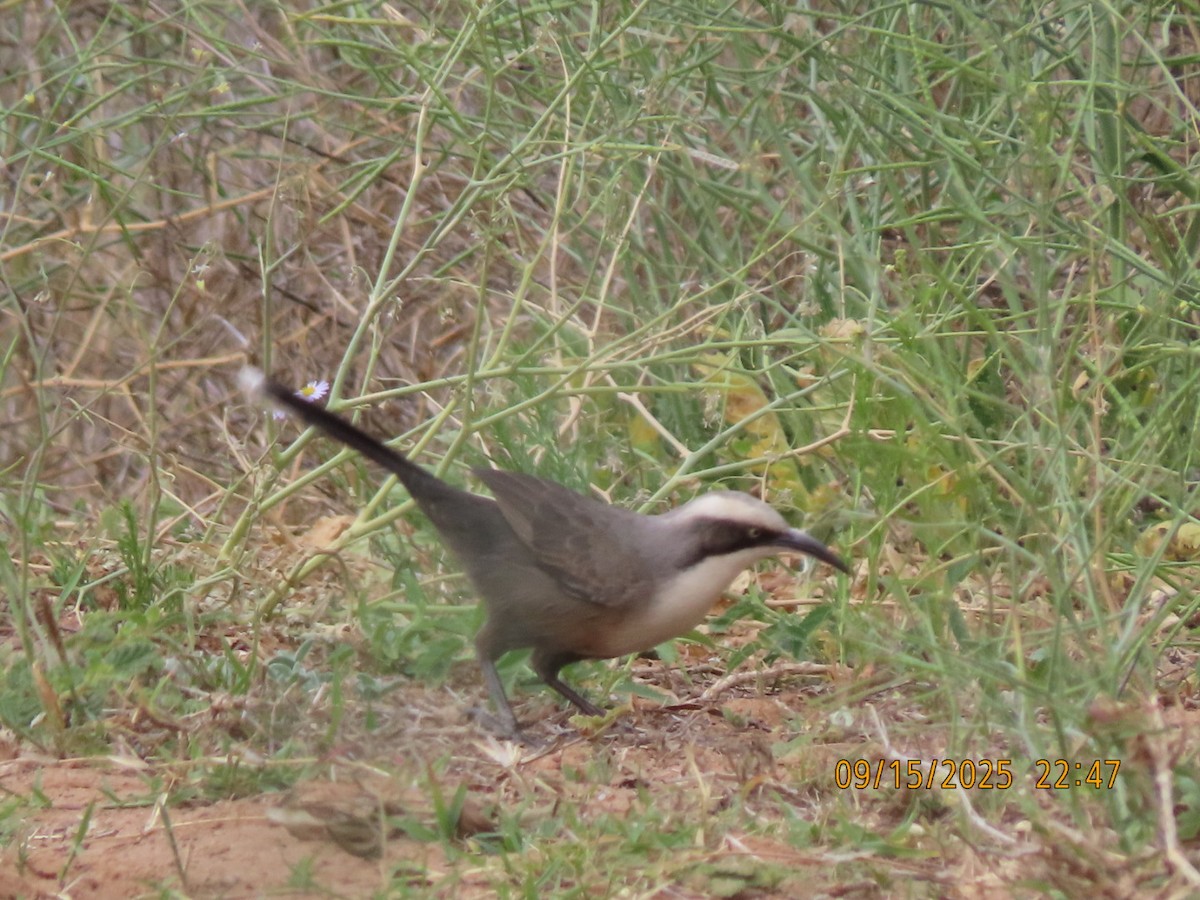Gray-crowned Babbler - ML643625125