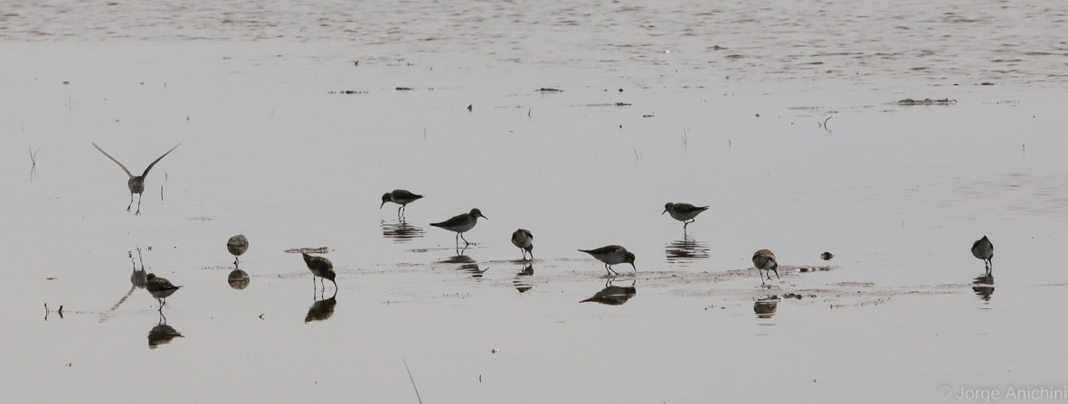 Weißbürzel-Strandläufer - ML643625127