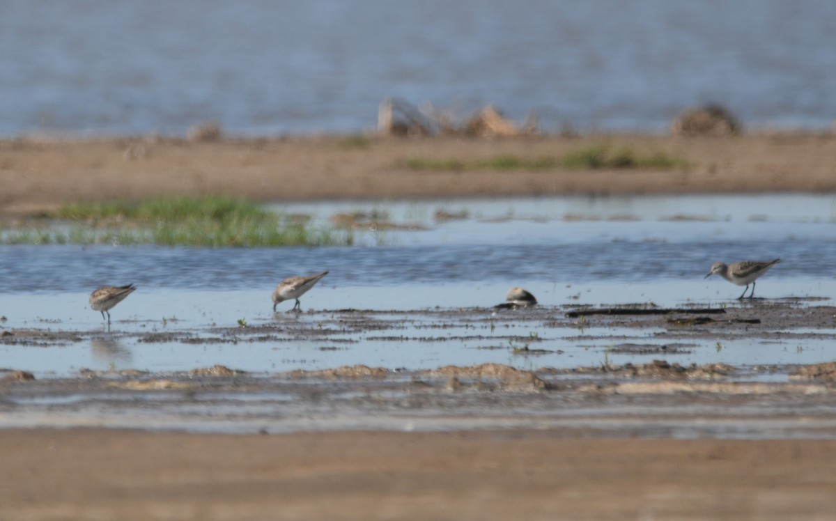 Weißbürzel-Strandläufer - ML643625128