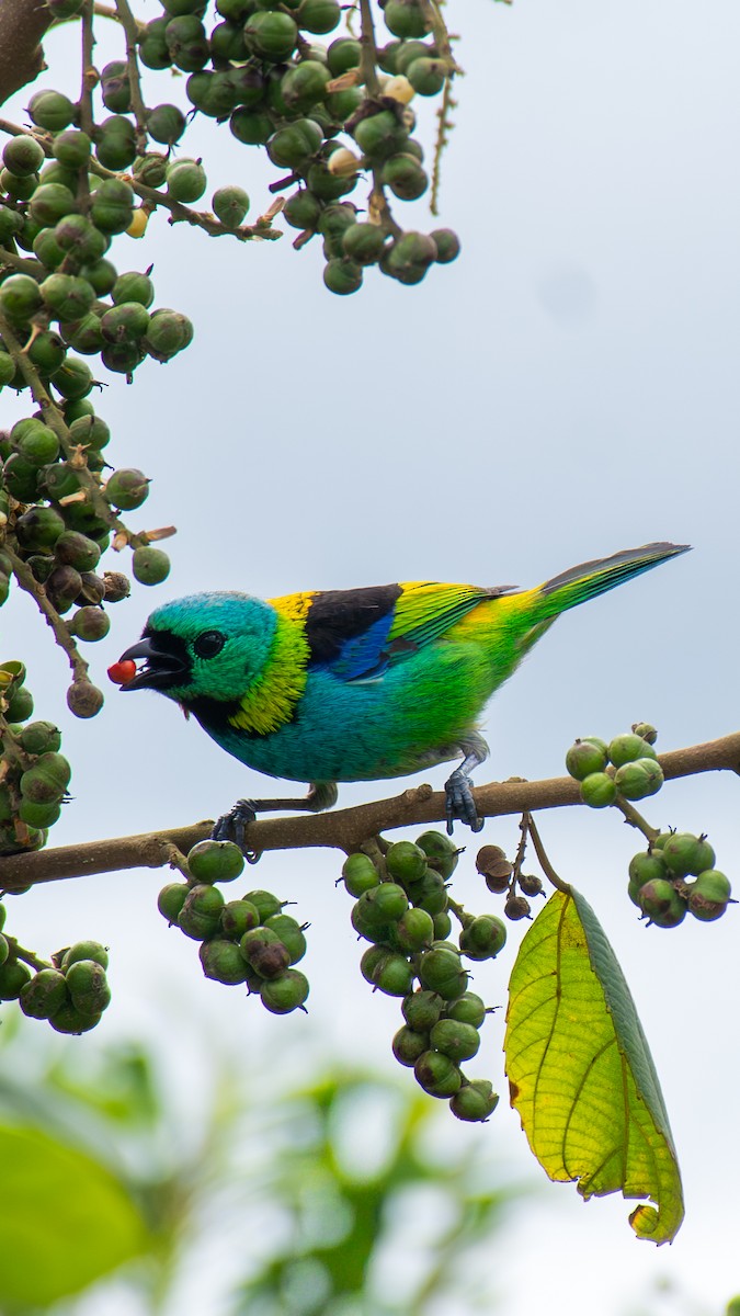 Green-headed Tanager - ML643625136
