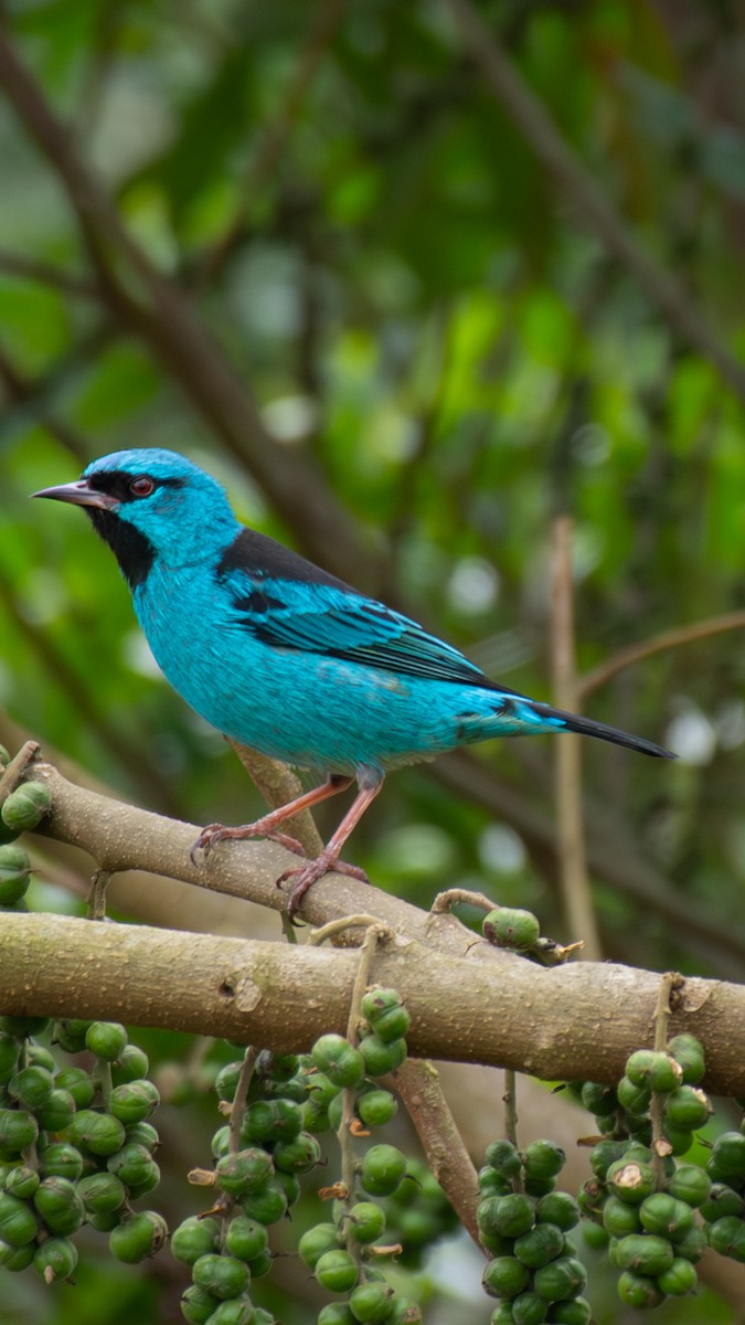 Blue Dacnis - ML643625151
