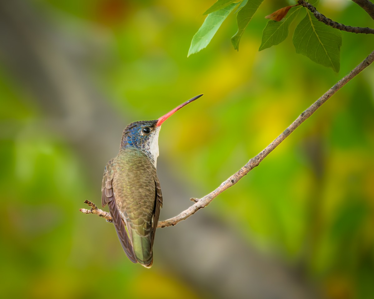 Violet-crowned Hummingbird - ML643625186