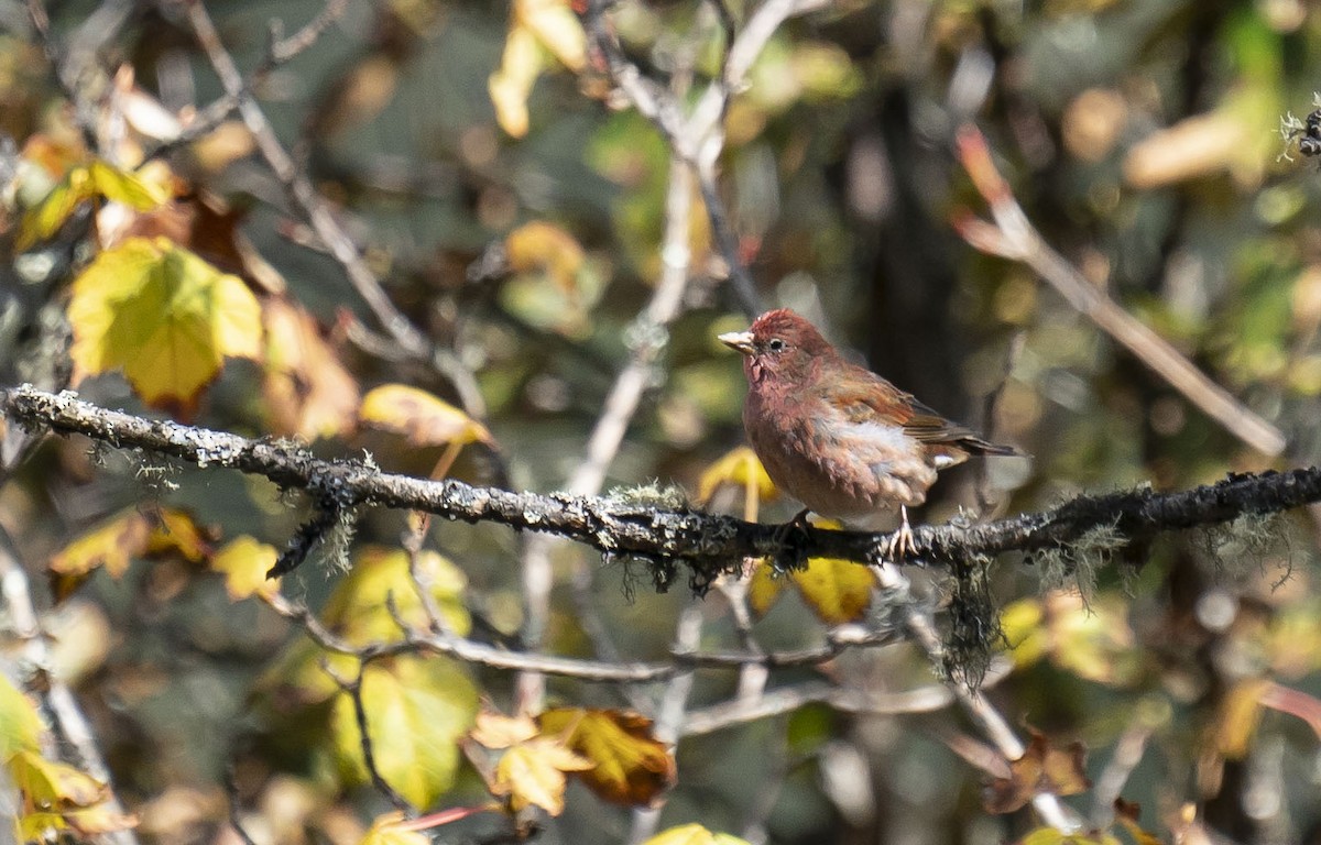 Blanford's Rosefinch - ML643625232