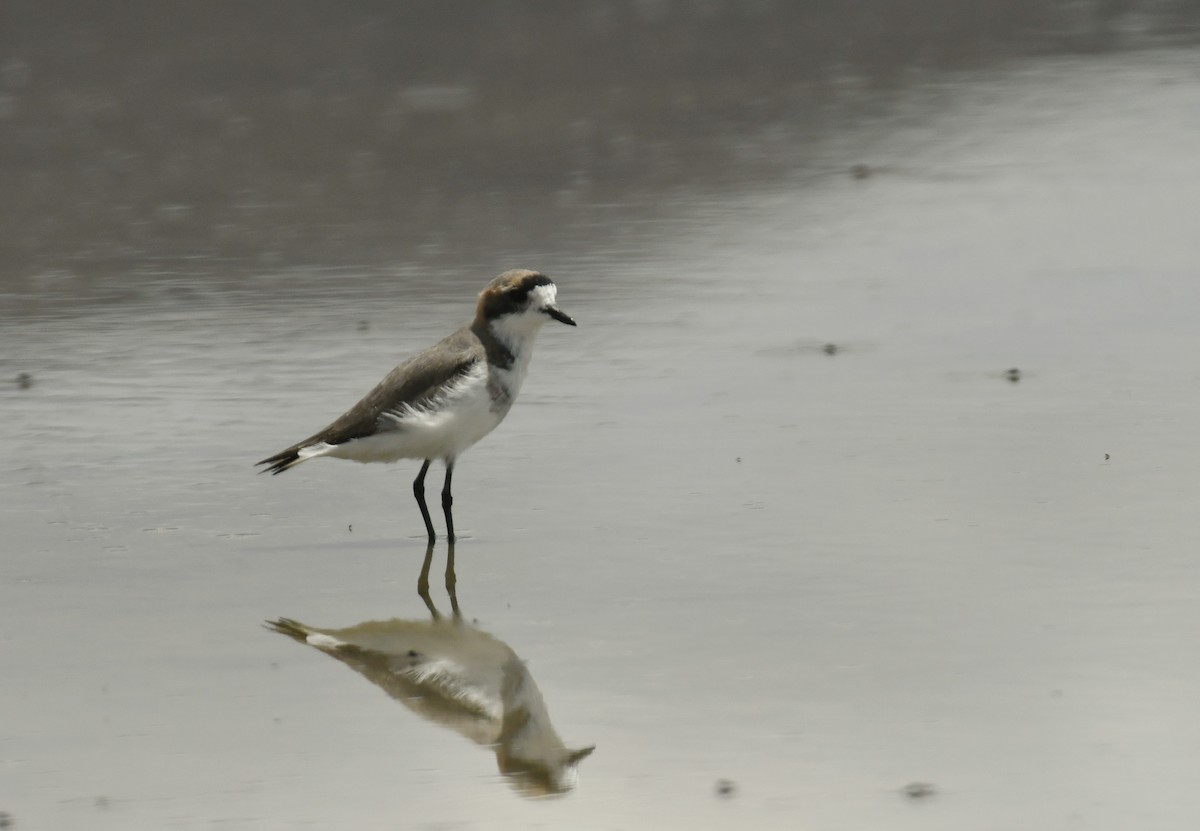 Puna Plover - ML643625235