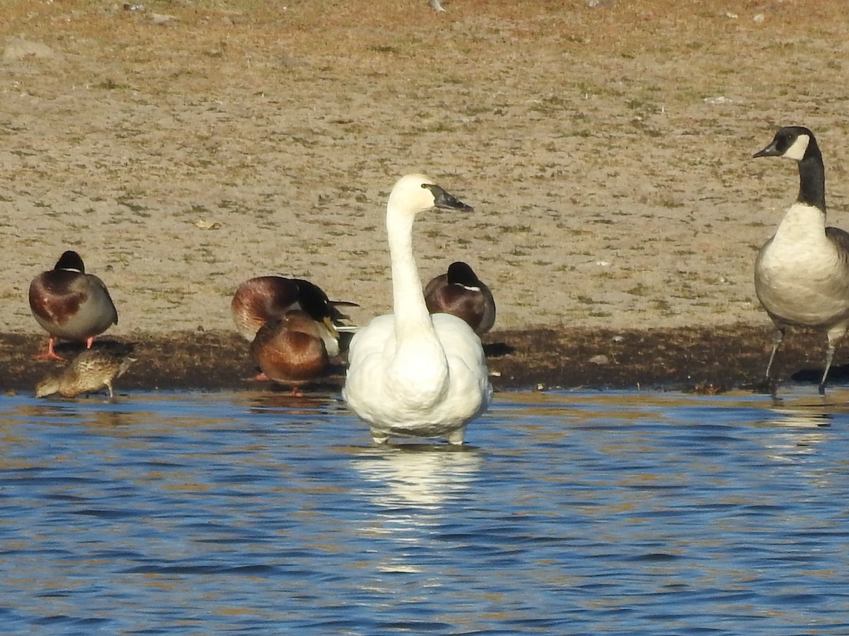Tundra Swan - ML643625237