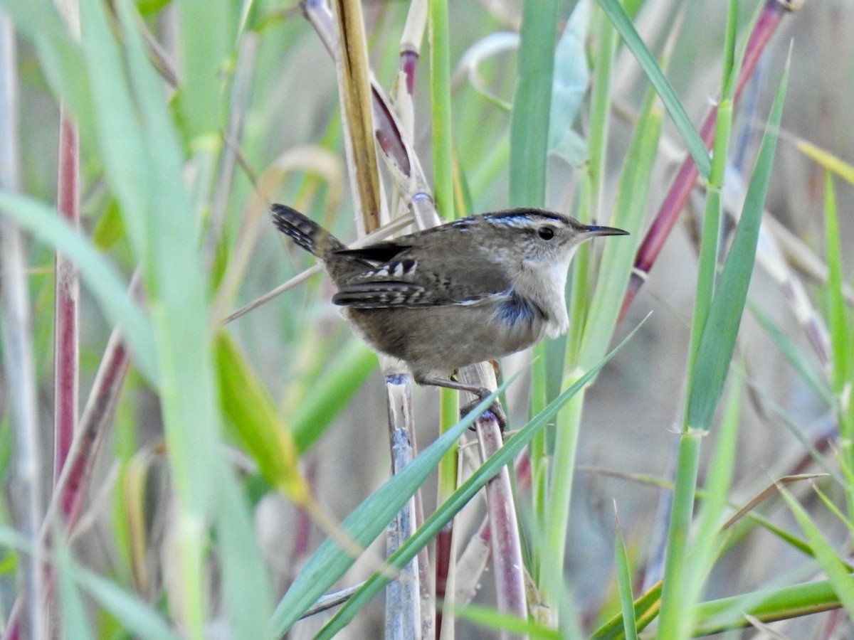 Marsh Wren - ML643625247