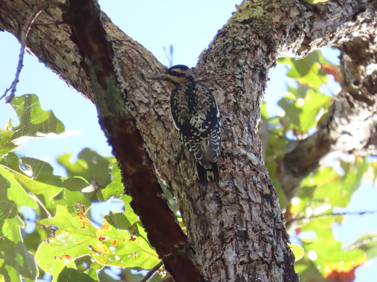 Yellow-bellied Sapsucker - ML643625263
