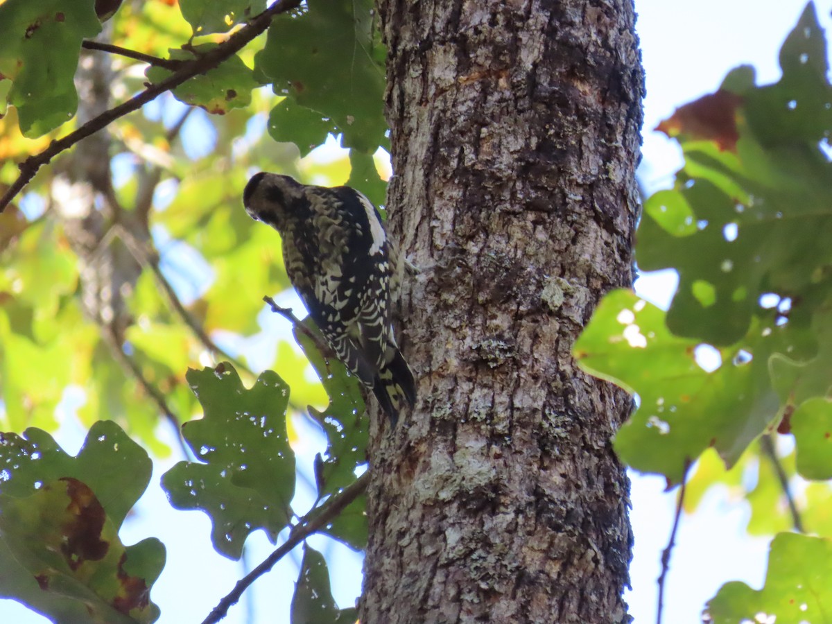 Yellow-bellied Sapsucker - ML643625264