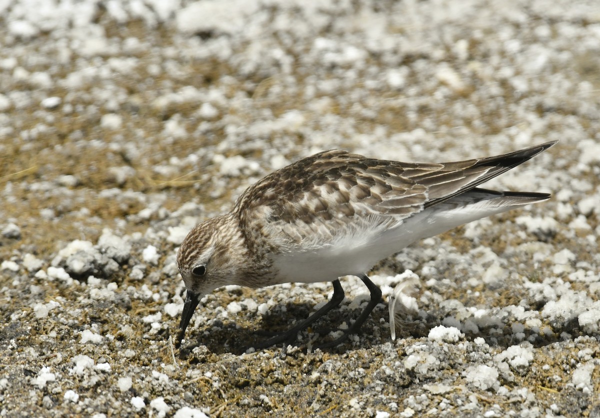 Gambecchio di Baird - ML643625266