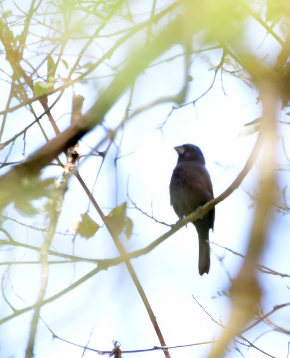 Ultramarine Grosbeak - ML643625268