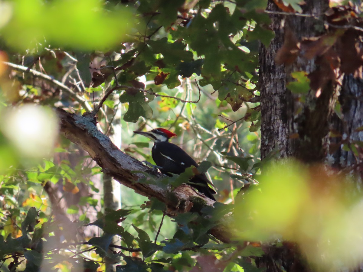 Pileated Woodpecker - ML643625271