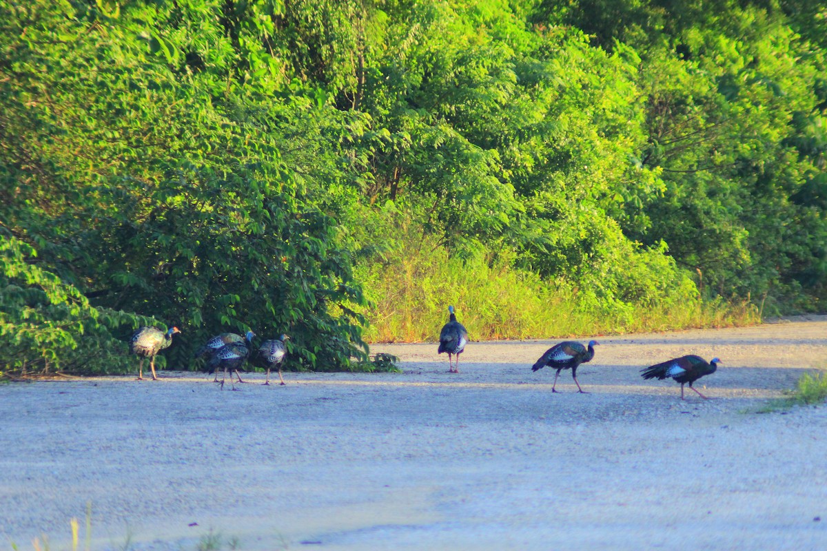 Ocellated Turkey - ML643625279