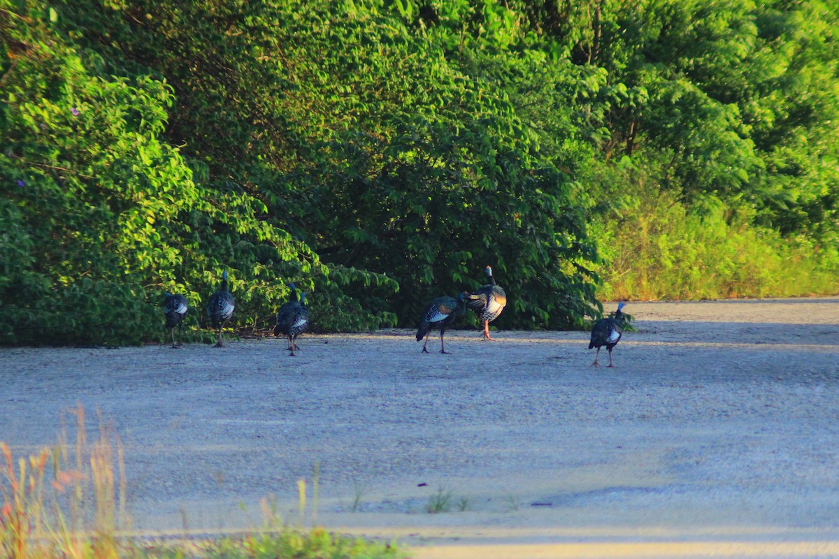 Ocellated Turkey - ML643625280