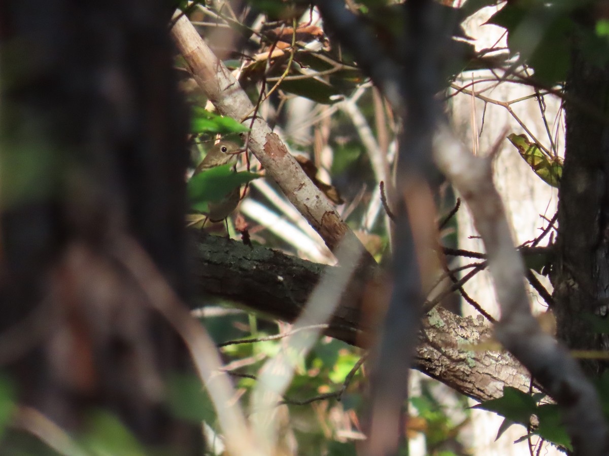 Hermit Thrush - ML643625295