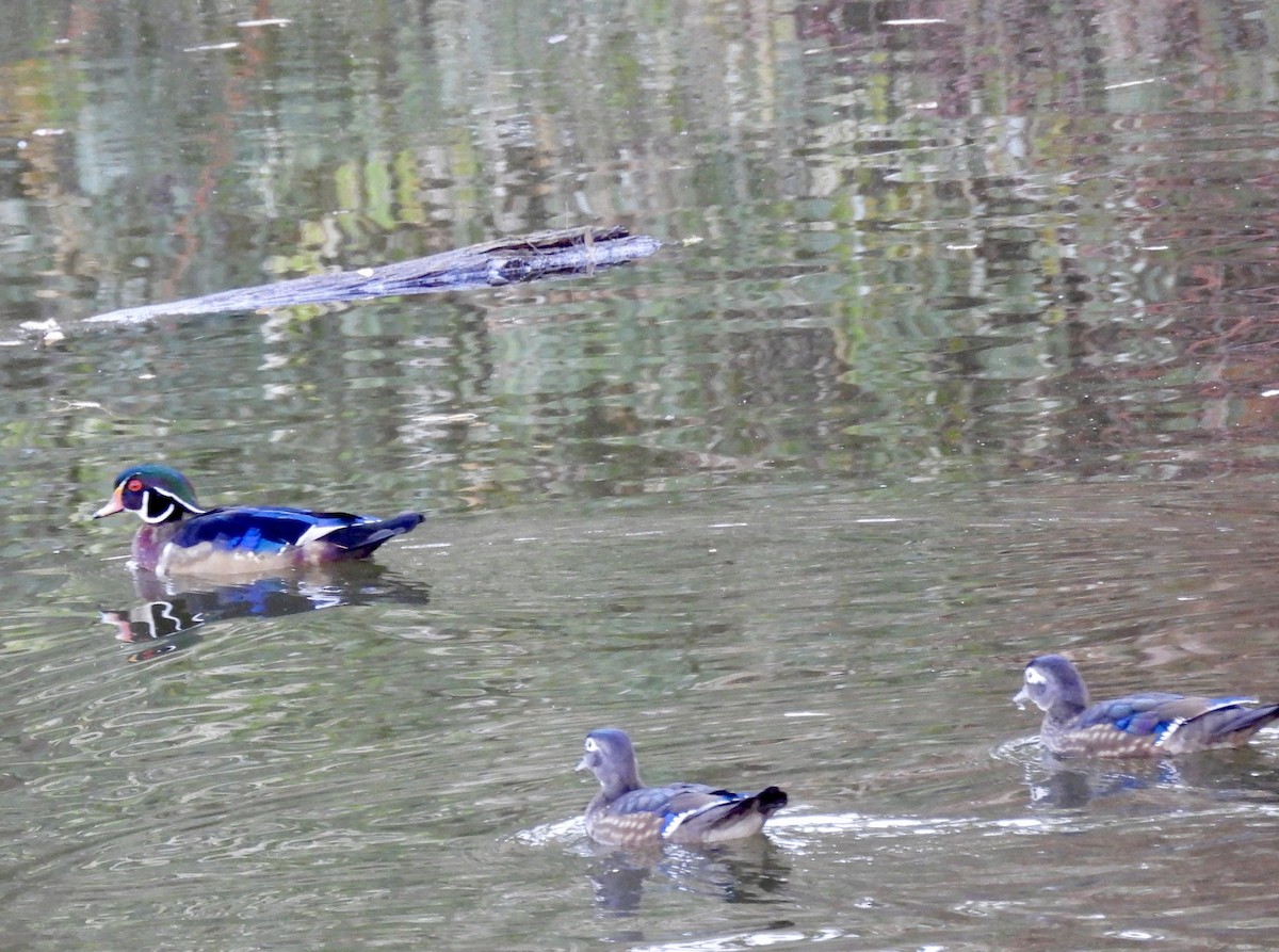 Wood Duck - ML643625305