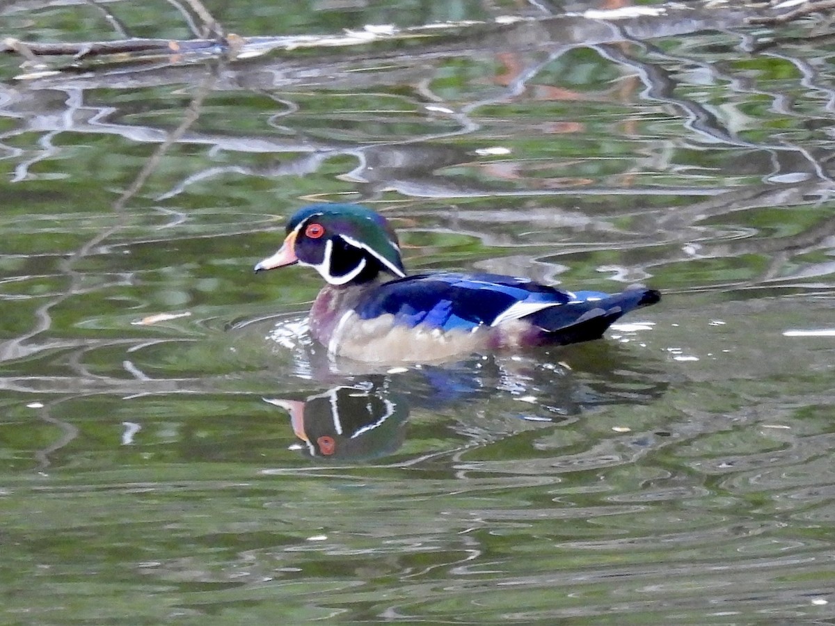 Wood Duck - ML643625306