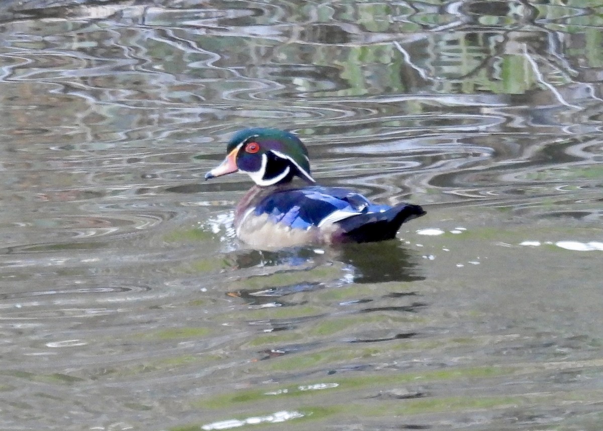 Wood Duck - ML643625307