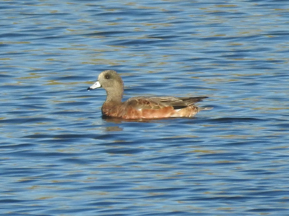 American Wigeon - ML643625308
