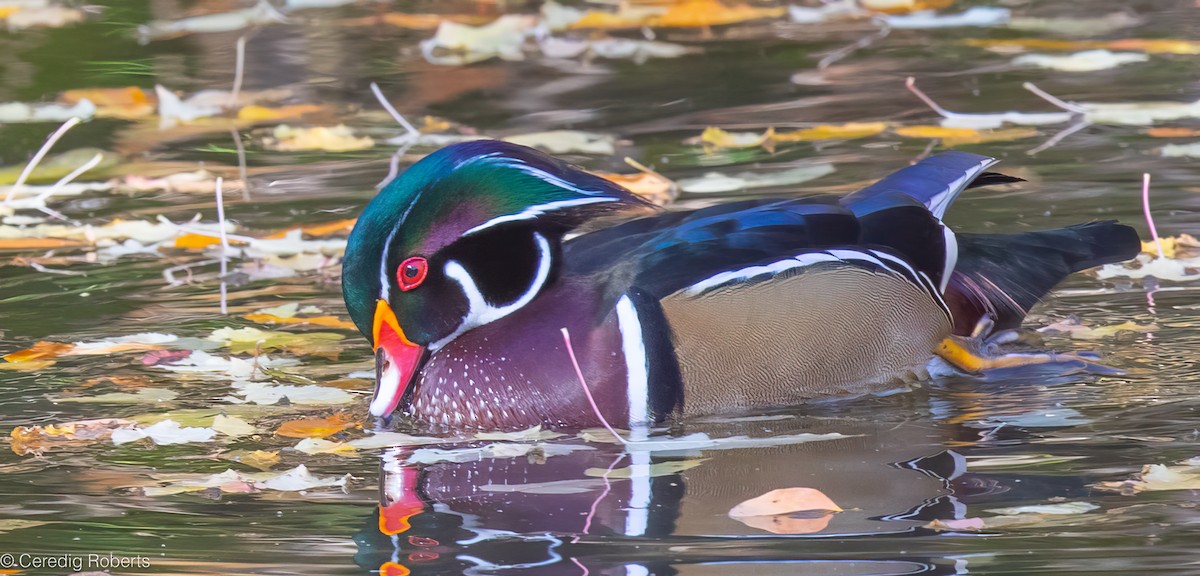 Canard branchu - ML643625311