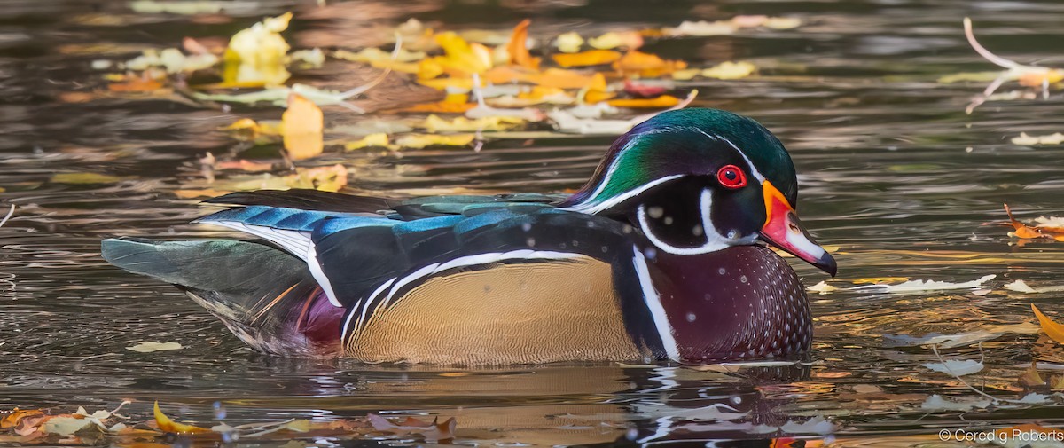 Canard branchu - ML643625312