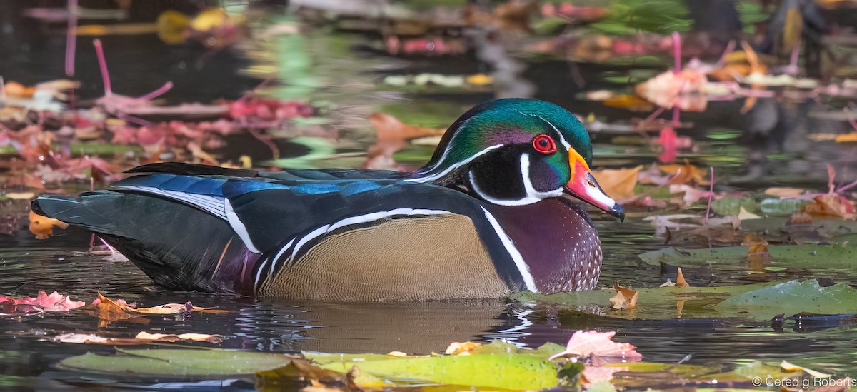 Canard branchu - ML643625313