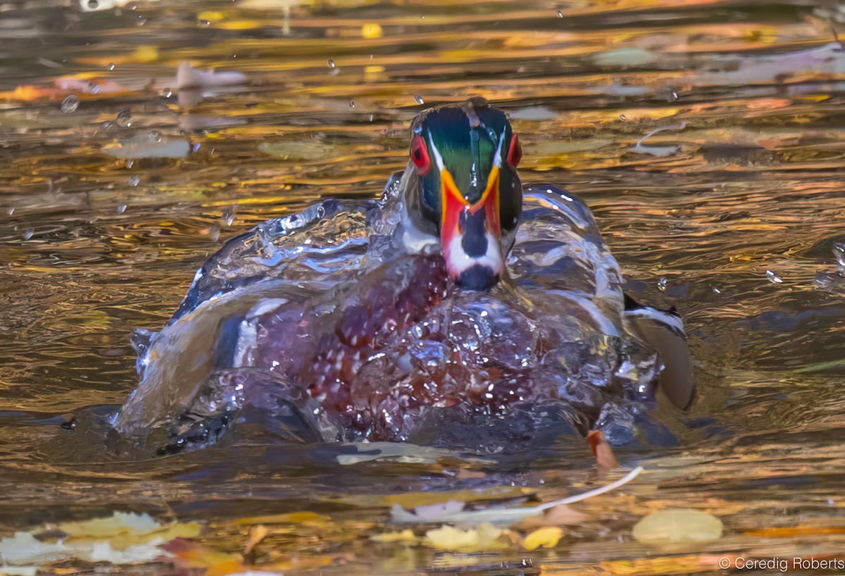 Canard branchu - ML643625314